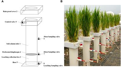 Shallow wet irrigation reduces nitrogen leaching loss rate in paddy fields by microbial regulation and lowers rate of downward migration of leaching water: a 15N-tracer study